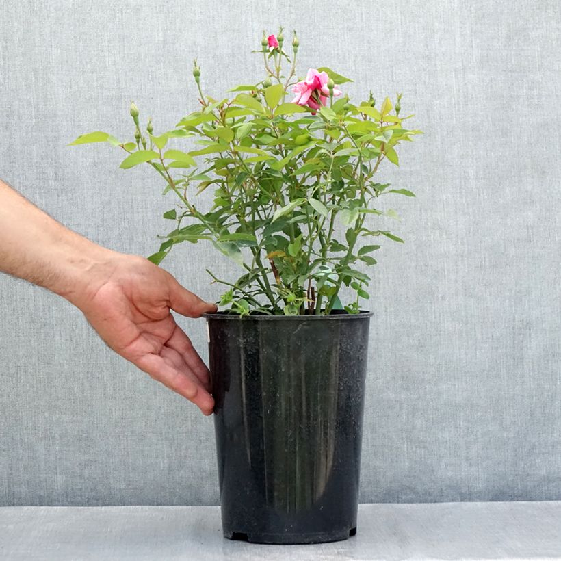 Esemplare di Rosa chinensis Old Blush - Rosa cinese Vaso da 4L/5L consegnato in estate