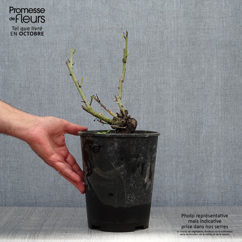 Esemplare di Rosa antica Paul Neyron Vaso da 4L/5L come consegnato in autunno