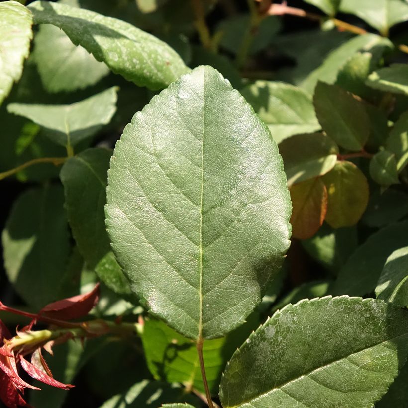 Rosa antica Perle d'or (Fogliame)