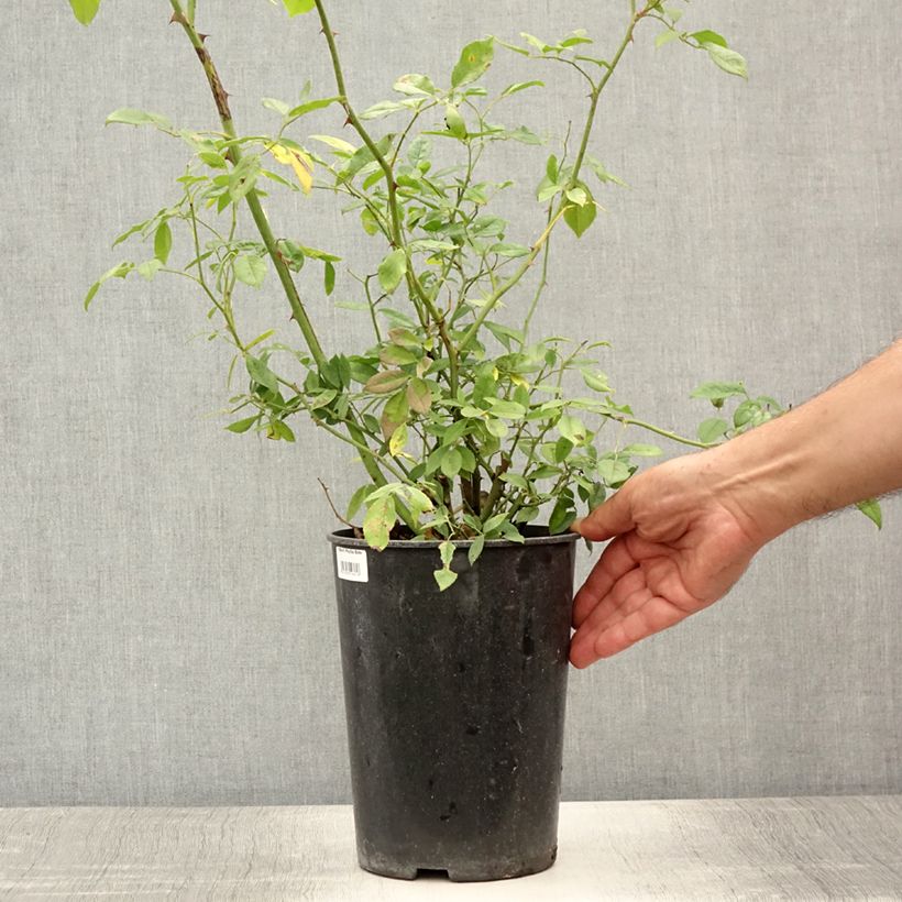 Esemplare di Rosa multiflora Phyllis Bide Vaso da 4L/5L consegnato in estate