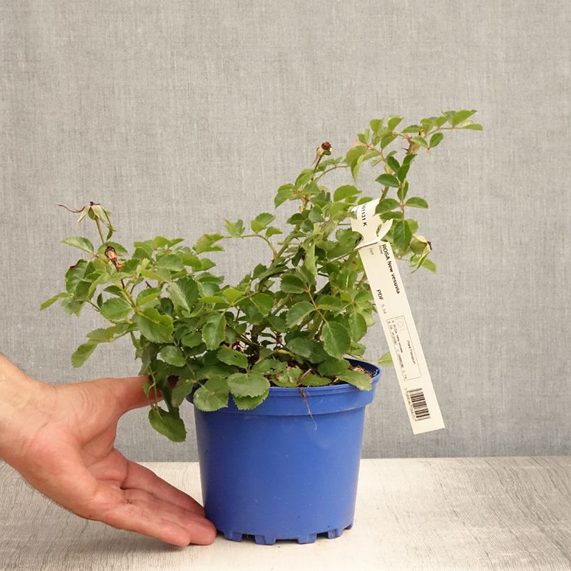 Esemplare di Rosa rugosa Pink Grootendorst Vaso da 4L/5L consegnato in estate