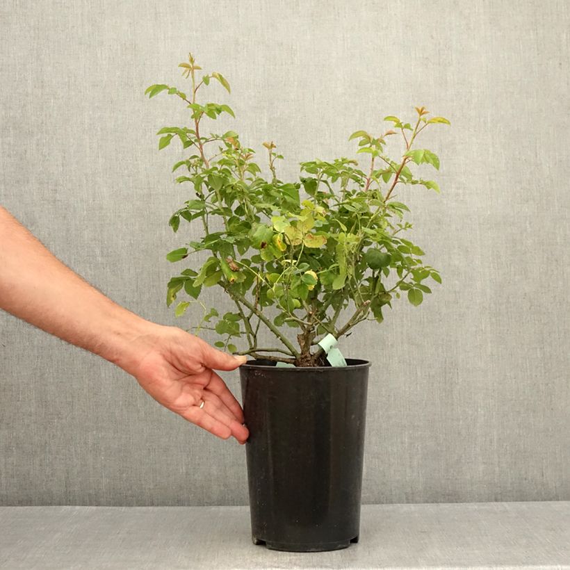 Esemplare di Rosa antica Raubritter Vaso da 4L/5L consegnato in estate