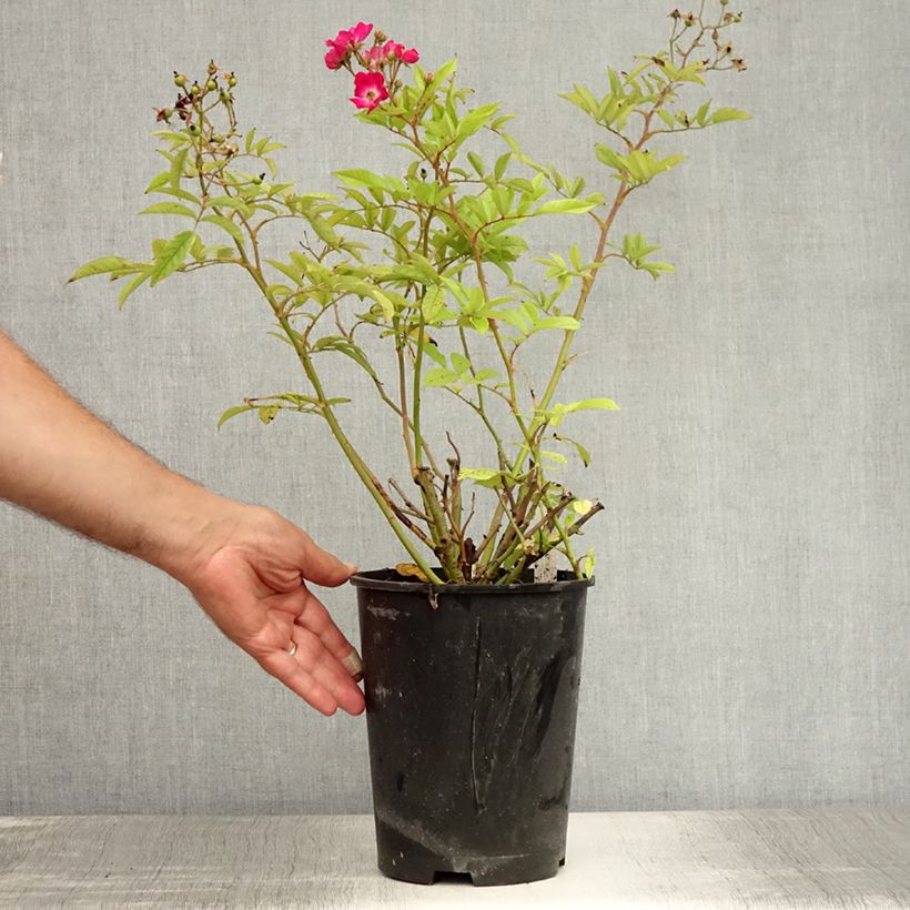Esemplare di Rosa antica Red Ballerina Vaso da 4L/5L consegnato in estate