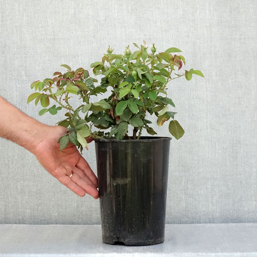 Esemplare di Rosa antica Rose de Rescht Vaso da 4L/5L consegnato in estate
