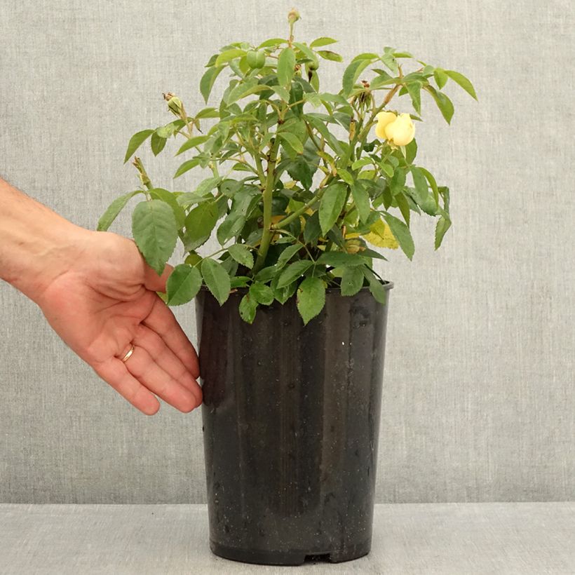 Esemplare di Rosa Sally Holmes Vaso da 3L/4L consegnato in estate