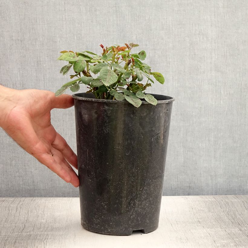 Esemplare di Rosa antica Souvenir du Dr Jamain Vaso da 4L/5L consegnato in estate