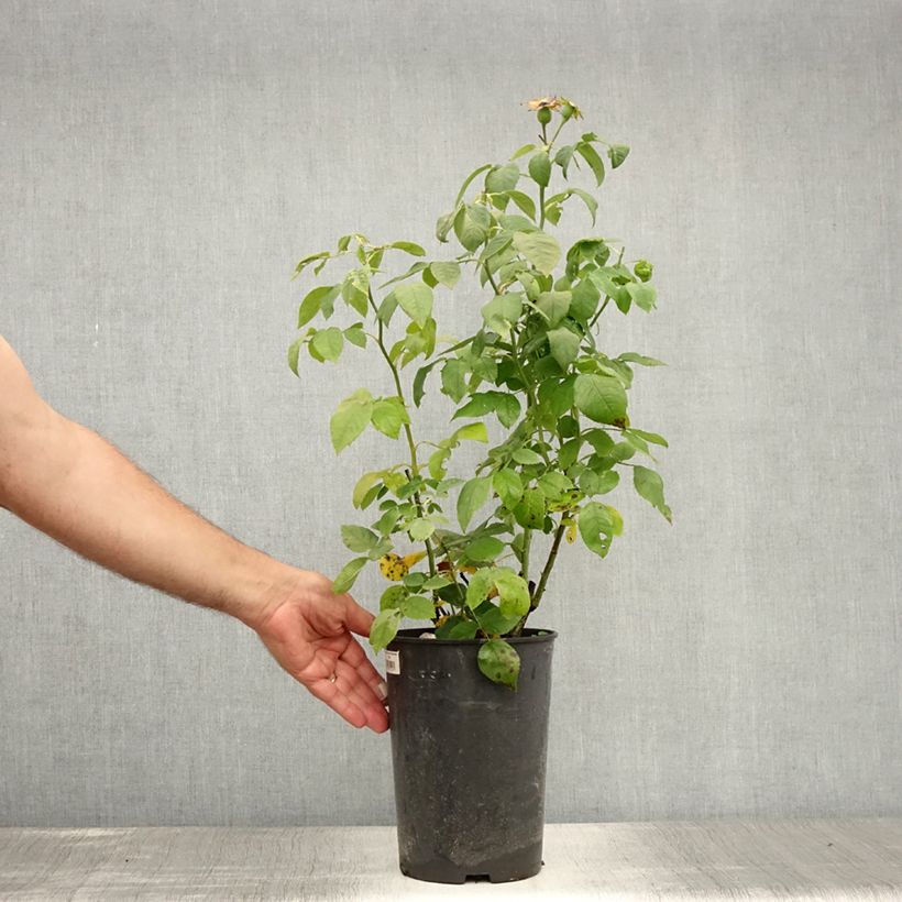Esemplare di Rosa antica Ulrich Brunner fils Vaso da 4L/5L consegnato in estate