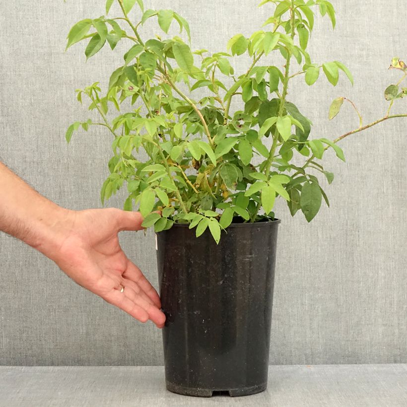Esemplare di Rosa antica Variegata di Bologna Vaso da 4L/5L consegnato in estate