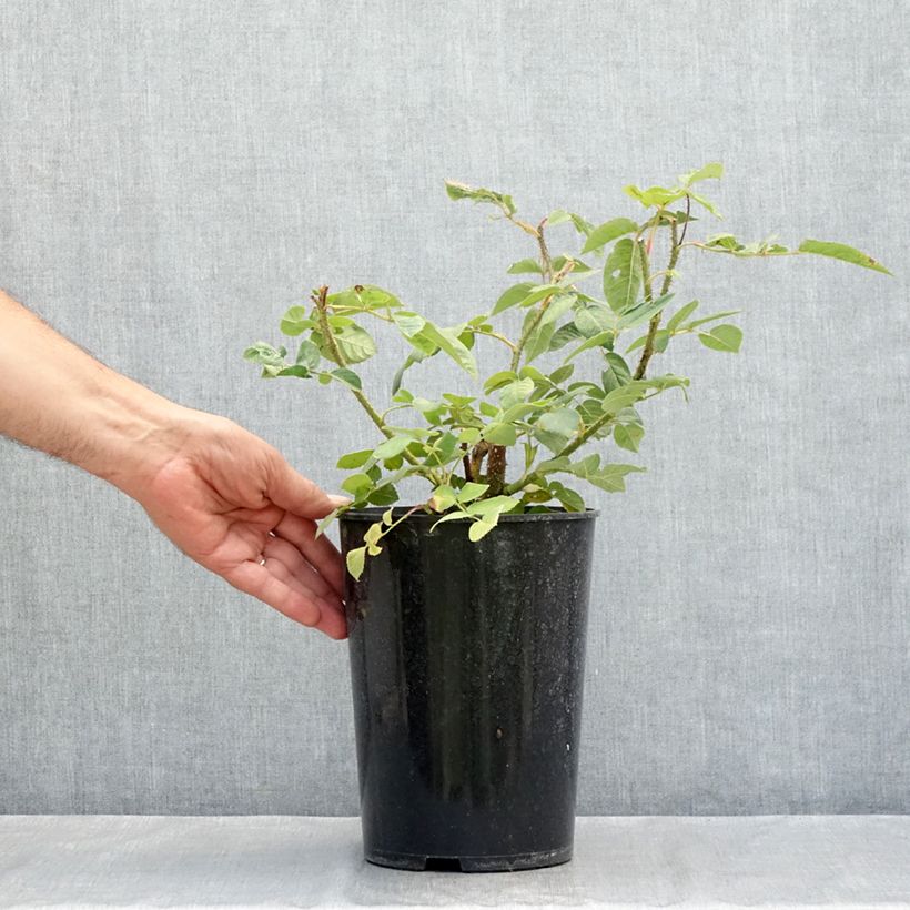 Esemplare di Rosa centifolia muscosa William Lobb Vaso da 4L/5L consegnato in estate
