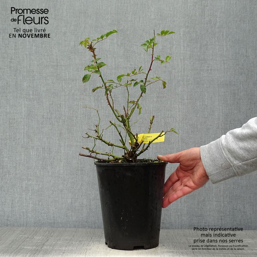 Esemplare di Rosa grandiflora Covent Garden Harflax Vaso da 4L/5L come consegnato in autunno