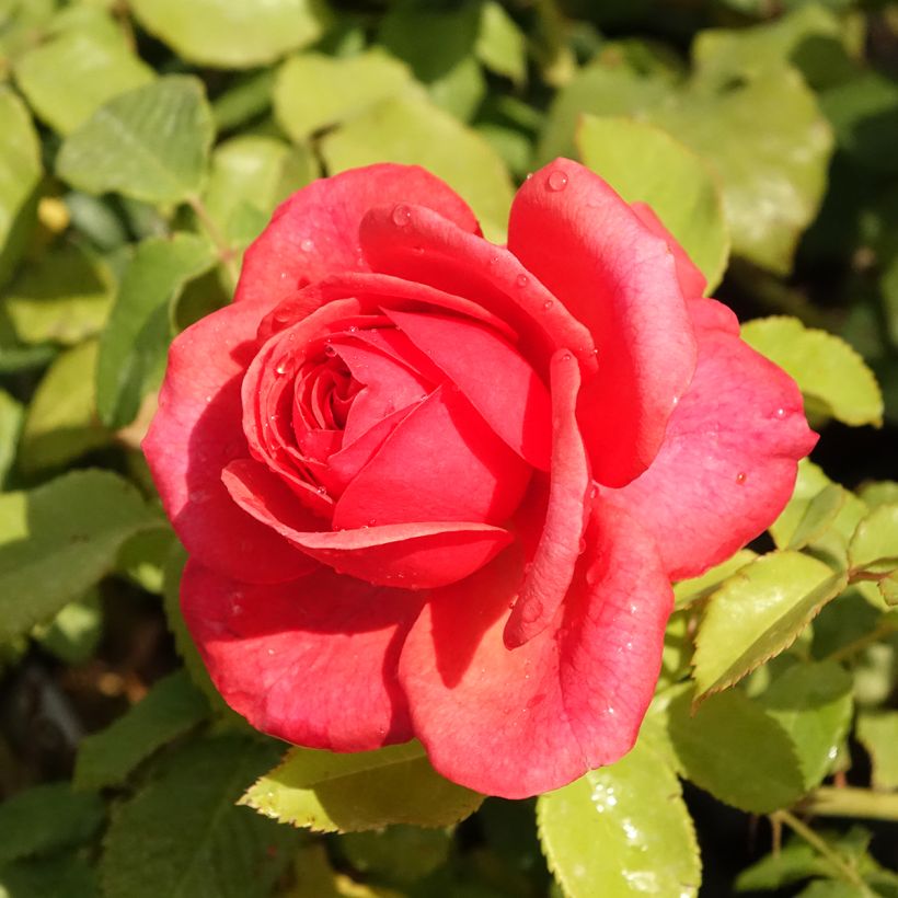 Rosa English Legend Sir Lancelot (Fioritura)