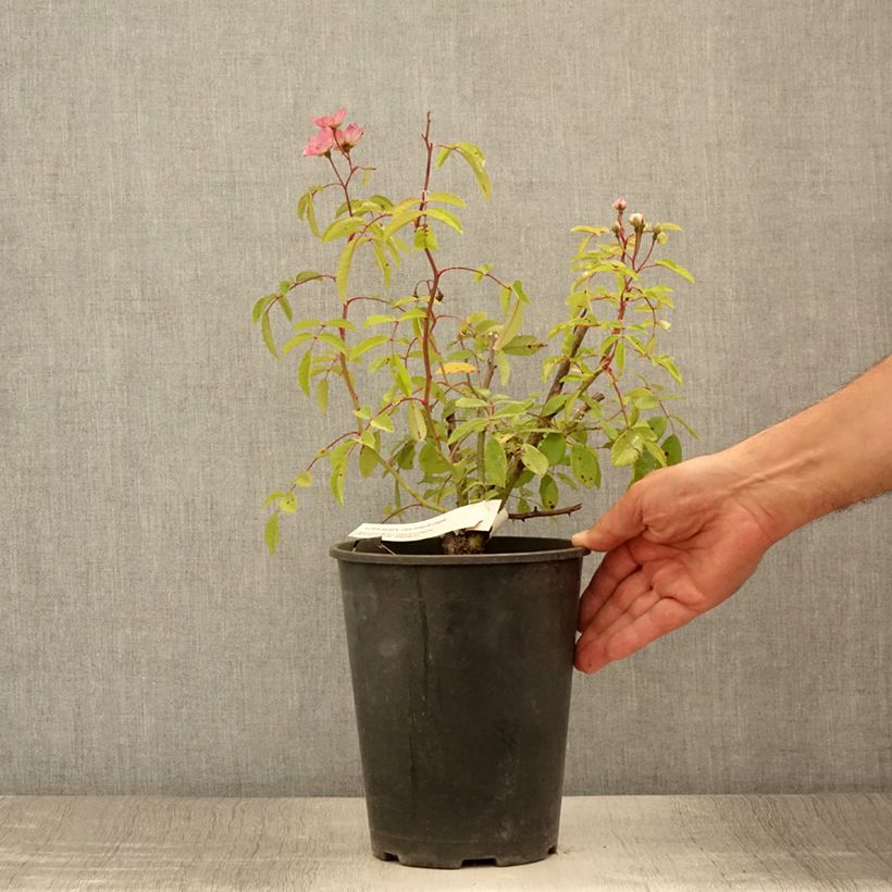 Esemplare di Rosa moscata Alden Biesen Vaso da 4L/5L consegnato in estate