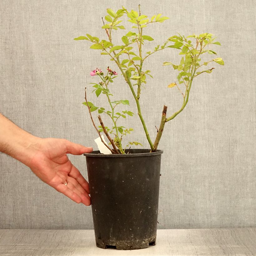 Esemplare di Rosa polyantha Allevia Vaso da 4L/5L consegnato in estate