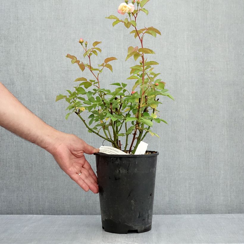 Esemplare di Rosa moscata Apricot Bells Vaso da 4L/5L consegnato in estate