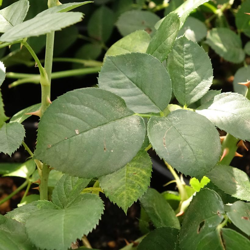 Rosa polyantha Astrid Lindgren (Fogliame)