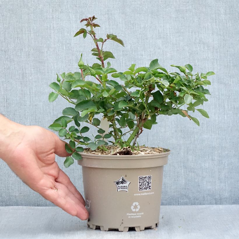 Esemplare di Rosier arbustif Blanc Meillandecor Vaso da 2L/3L consegnato in estate