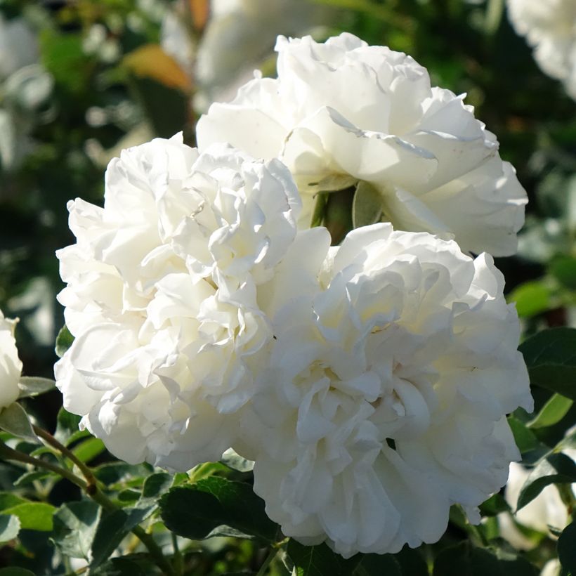 Rosa Bianca Meillandecor (Fioritura)