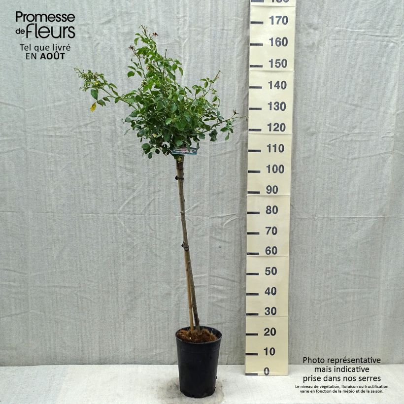 Esemplare di Rosa polyantha Bonica Vaso da 4L/5L consegnato in estate