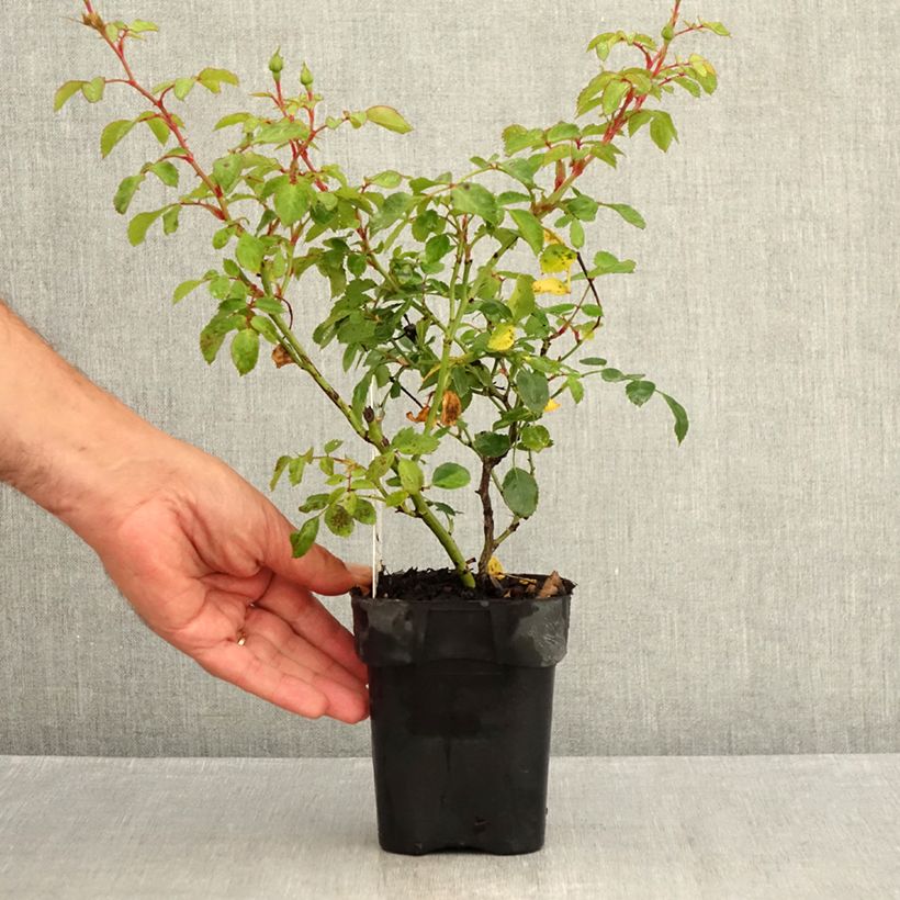 Esemplare di Rosa polyantha Bonica Vaso da Ø 10 cm/11 cm consegnato in estate