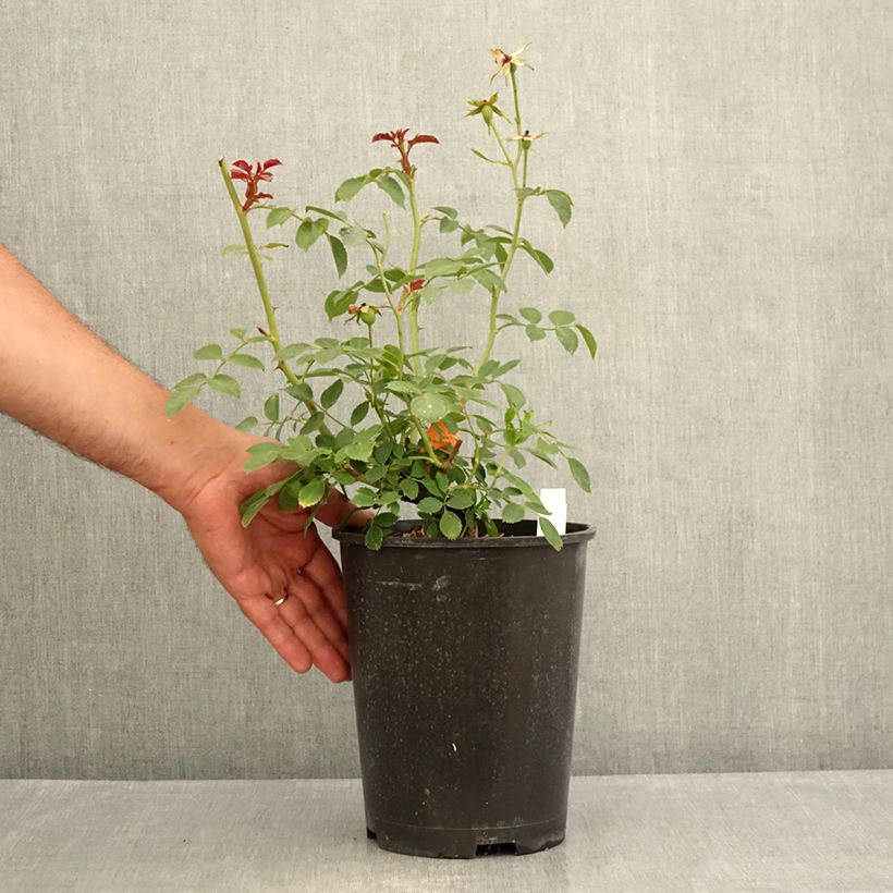 Esemplare di Rosa polyantha Bonica Vaso da 3L/4L consegnato in estate