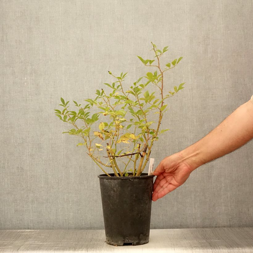 Esemplare di Rosa polyantha Bukavu Lenbrirus Vaso da 4L/5L consegnato in estate