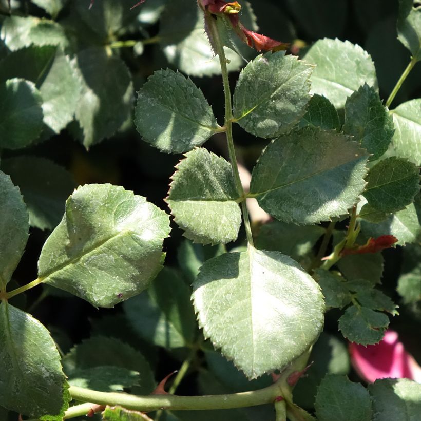 Rosa Candia Meillandecor (Fogliame)