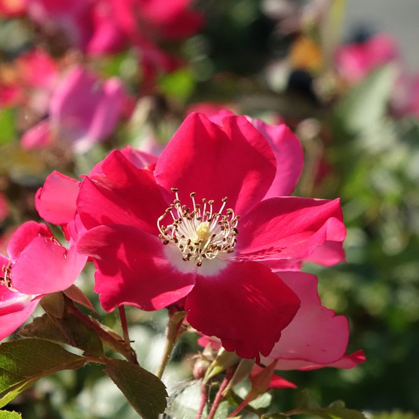 Rosa Candia Meillandecor (Fioritura)