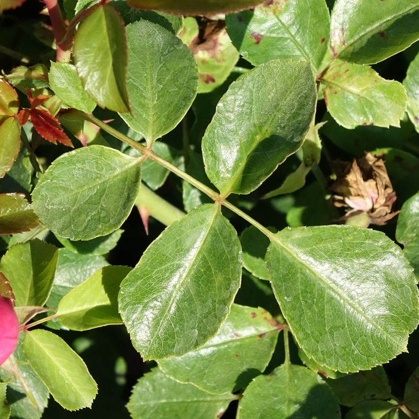 Rosa Deborah Meillandecor (Fogliame)