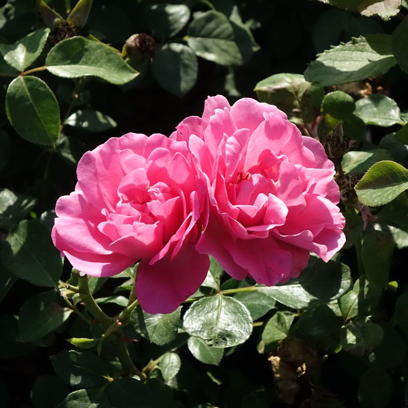 Rosa Deborah Meillandecor (Fioritura)