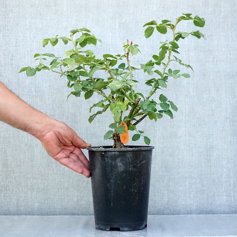 Esemplare di Rosa Deborah Meillandecor Vaso da 4L/5L consegnato in estate