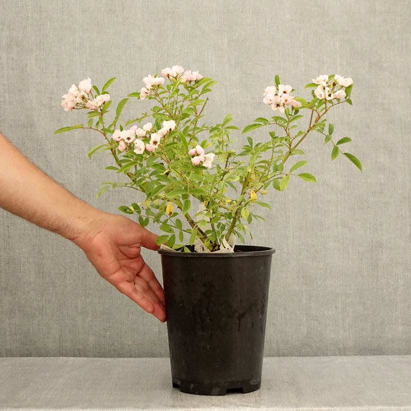 Esemplare di Rosa moscata Diamant Rose LENdiro Vaso da 4L/5L consegnato in estate
