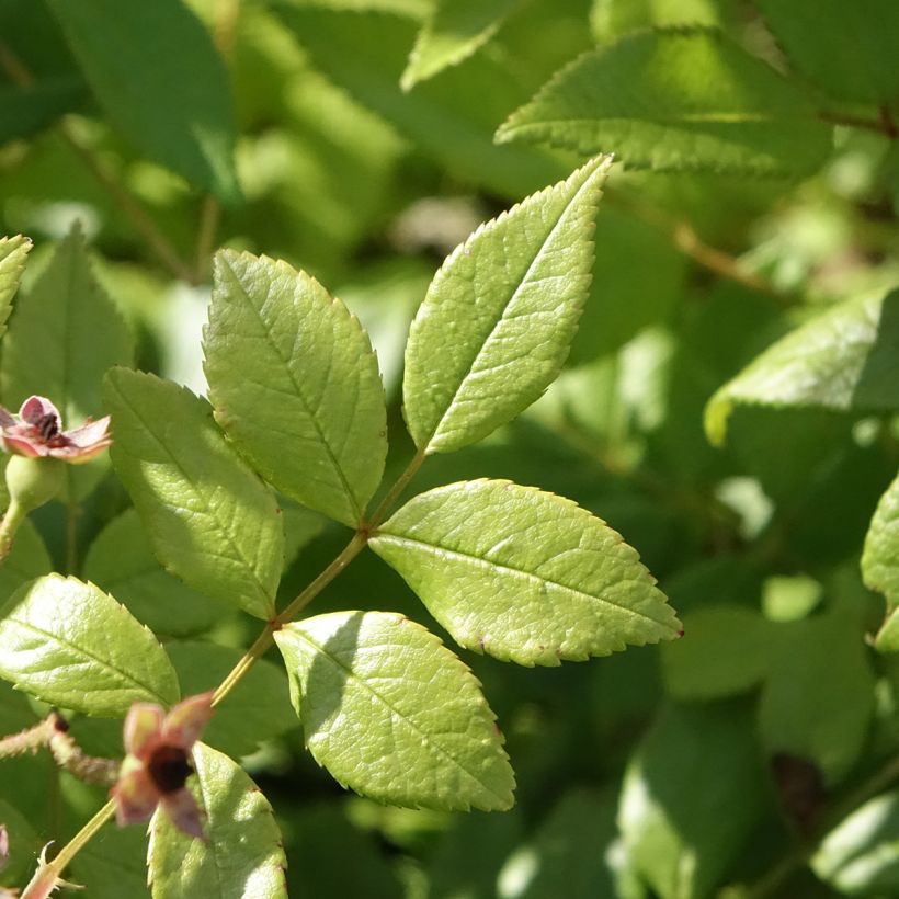 Rosa moscata Dinky VELheav (Fogliame)