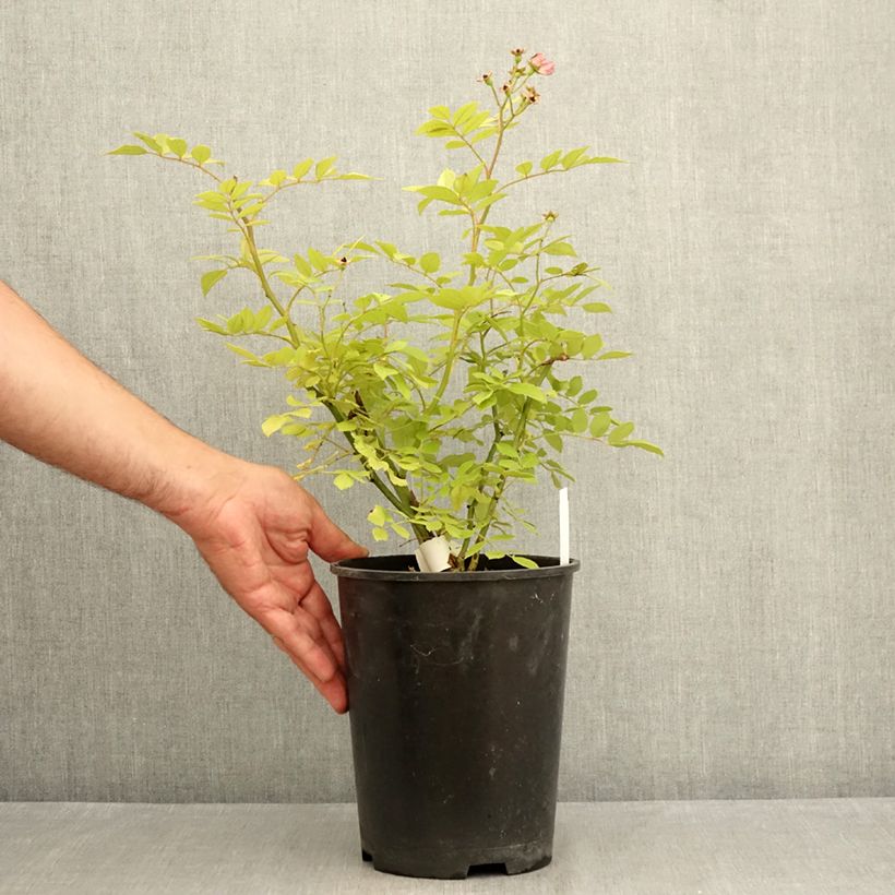 Esemplare di Rosa moscata Dinky VELheav Vaso da 4L/5L consegnato in estate