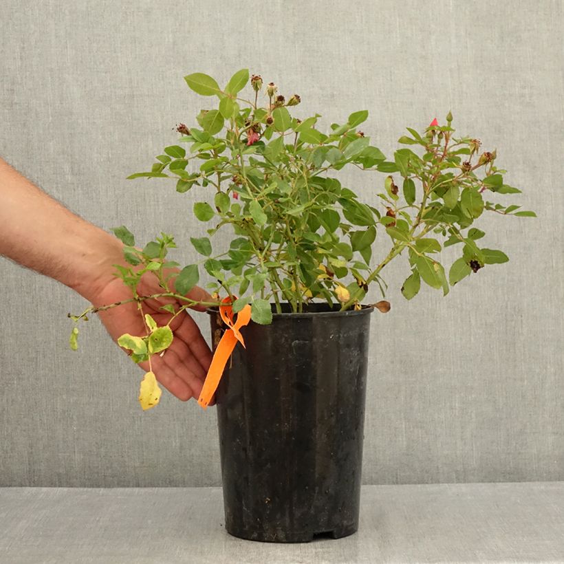 Esemplare di Rosa Douceur Normande Vaso da 4L/5L consegnato in estate