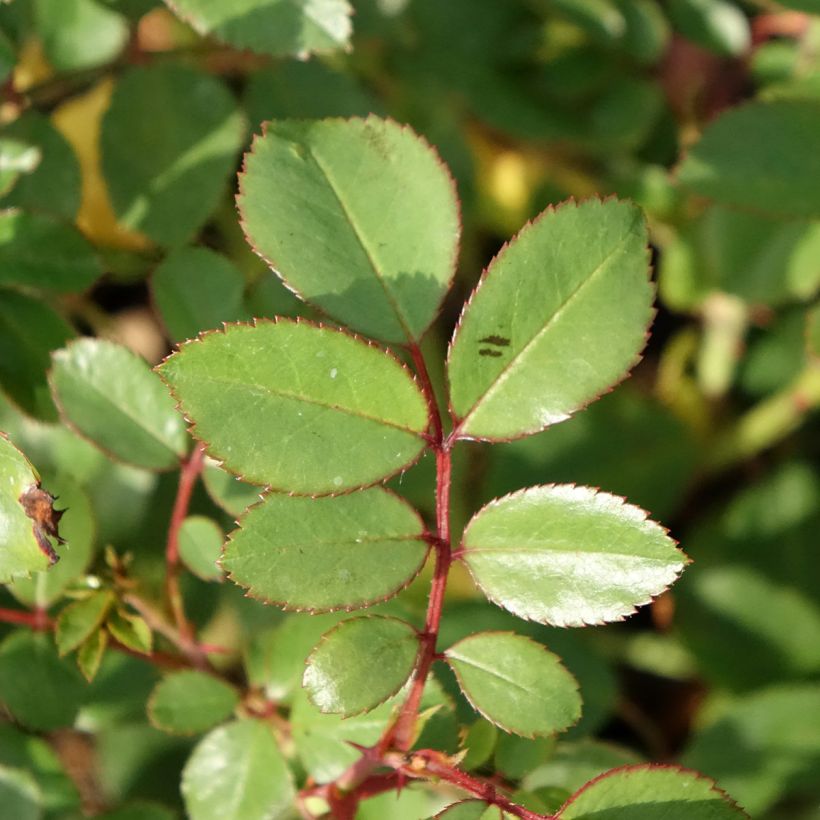 Rosa Douceur Normande (Fogliame)