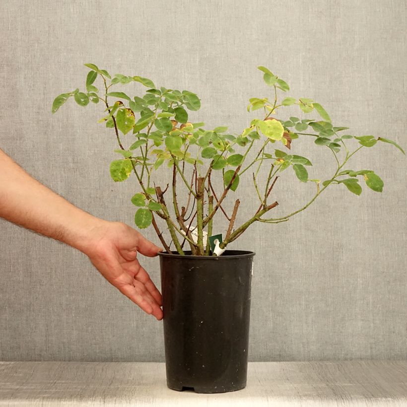 Esemplare di Rosa gallica officinalis Etoile Pourpre Vaso da 4L/5L consegnato in estate
