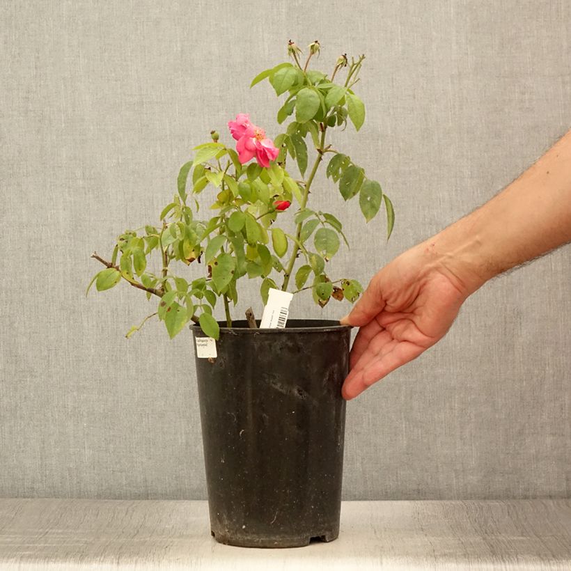 Esemplare di Rosa moscata Finn's Rose Vaso da 4L/5L consegnato in estate