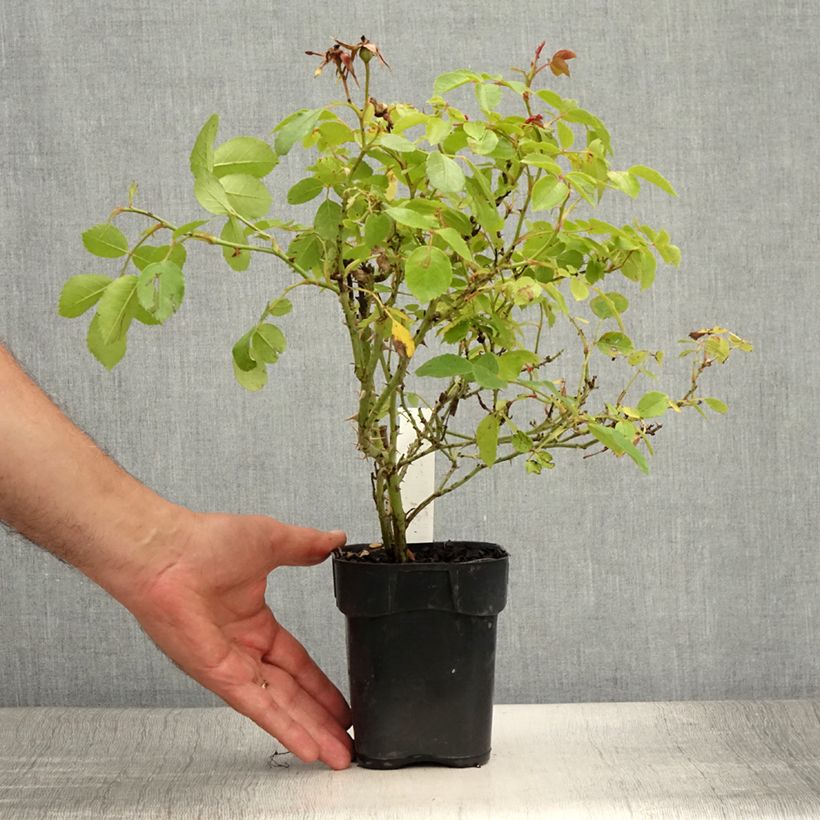 Esemplare di Rosa polyantha Friendly Pink Vaso da Ø 10 cm/11 cm consegnato in estate