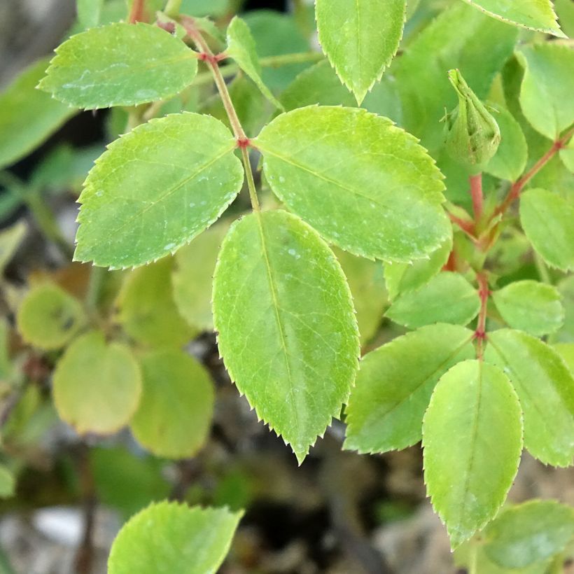 Rosa polyantha Friendly Pink (Fogliame)