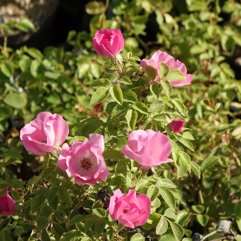 Rosa polyantha Friendly Pink (Fioritura)