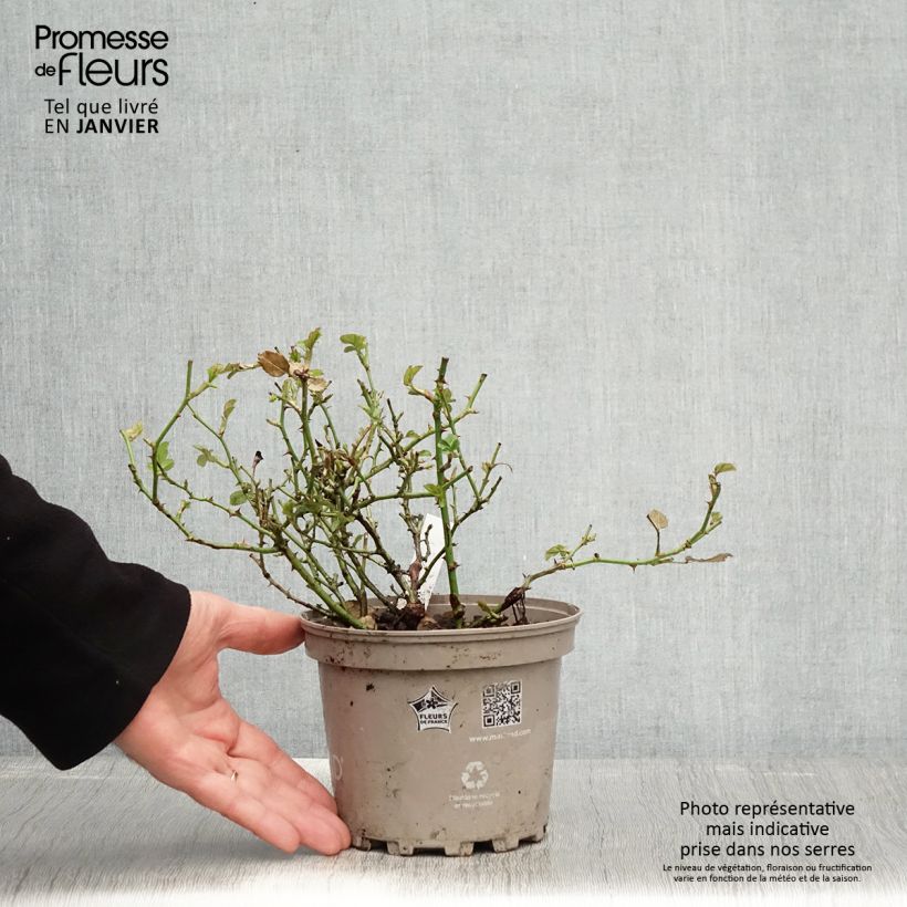 Rosa polyantha Friendly Pink Vaso da 2L/3L esemplare consegnato in inverno