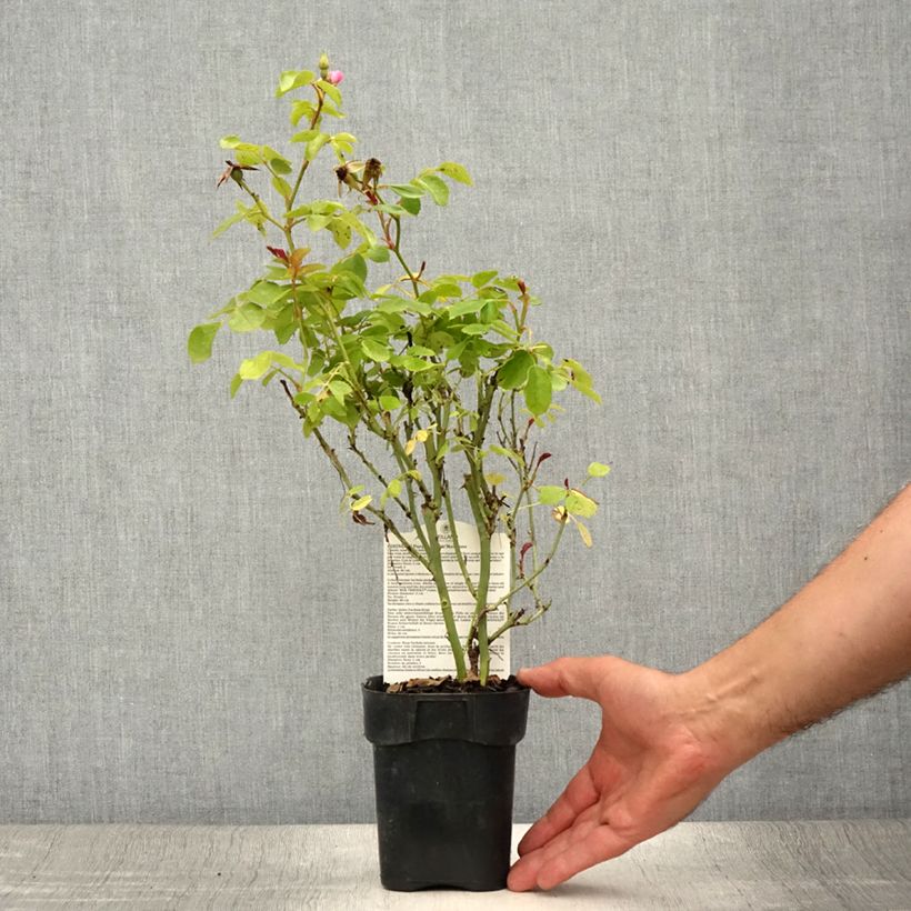Esemplare di Rosa polyantha Friendly Purple Vaso da Ø 10 cm/11 cm consegnato in estate