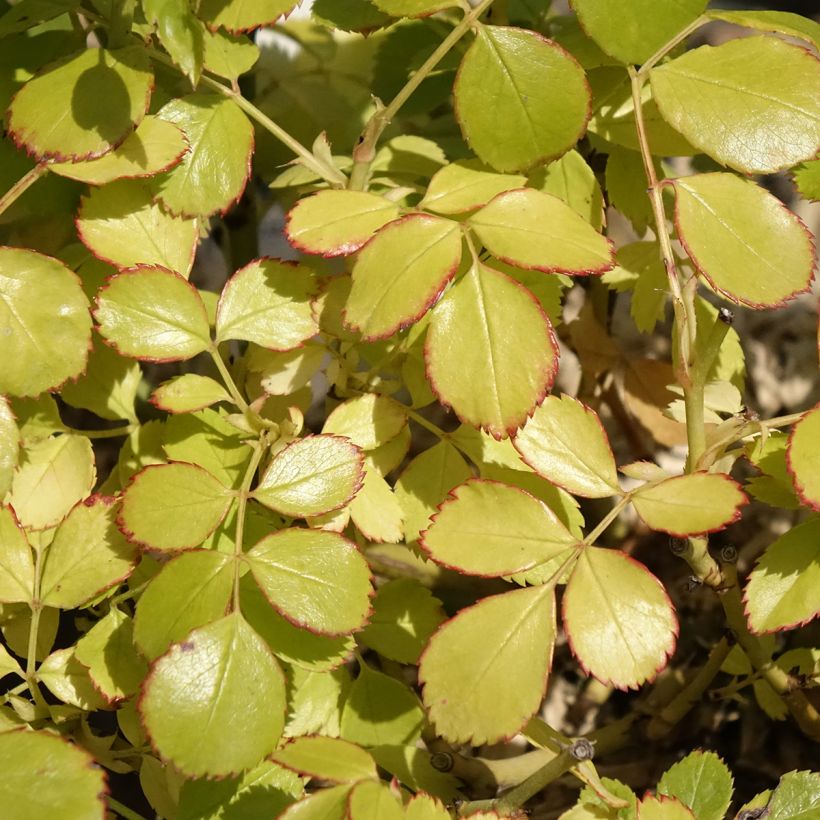 Rosa polyantha Friendly Purple (Fogliame)