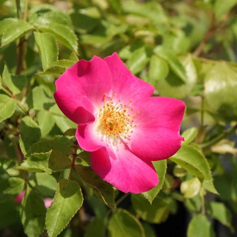 Rosa polyantha Friendly Purple (Fioritura)