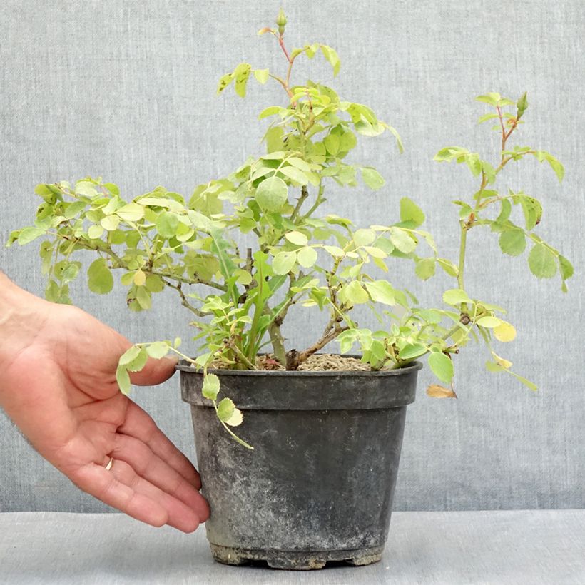 Esemplare di Rosa polyantha Friendly Purple Vaso da 2L/3L consegnato in estate