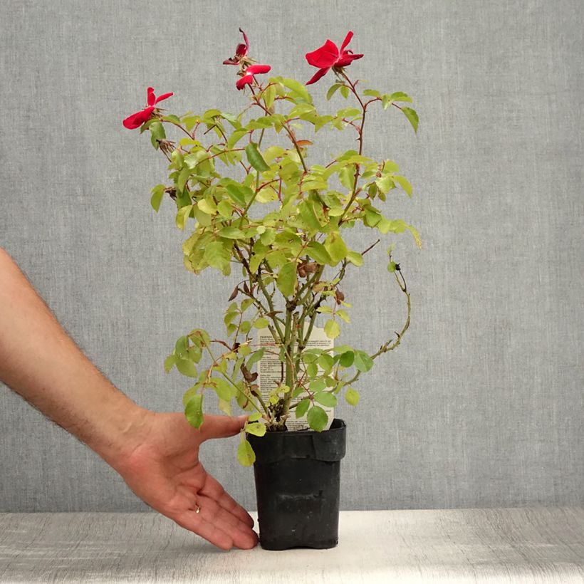 Esemplare di Rosa polyantha Friendly Red Meiariba Vaso da Ø 10 cm/11 cm consegnato in estate