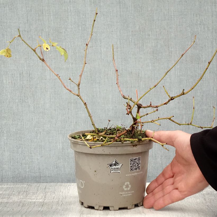 Esemplare di Rosa polyantha Friendly Red Meiariba Vaso da 2L/3L come consegnato in autunno