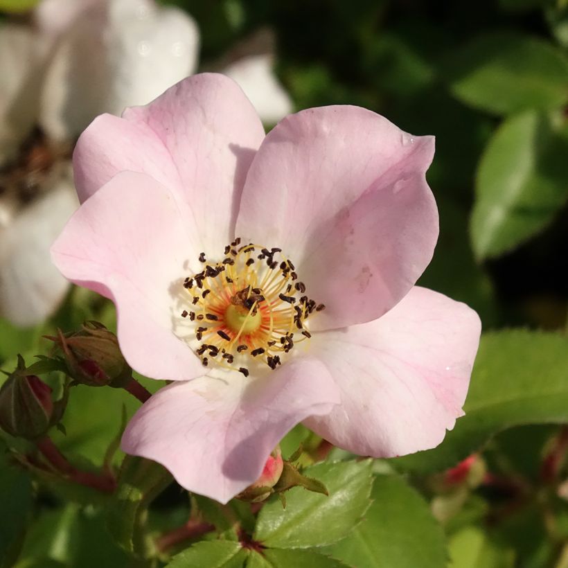 Rosa polyantha Friendly Sweet (Fioritura)