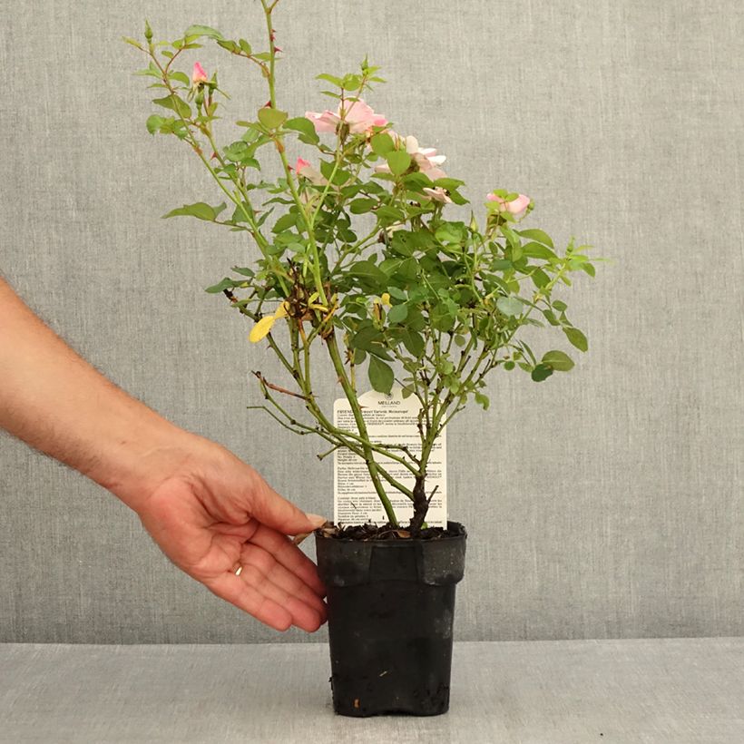 Esemplare di Rosa polyantha Friendly Sweet Vaso da Ø 10 cm/11 cm consegnato in estate