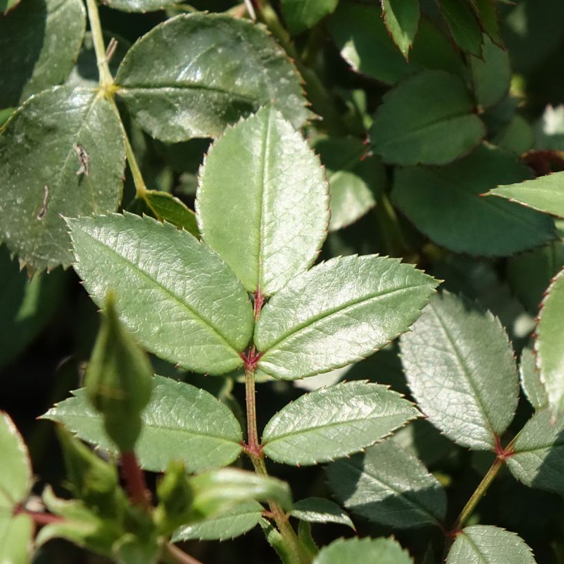 Rosa polyantha Friendly Sweet (Fogliame)